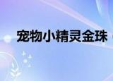 宠物小精灵金珠（宠物小精灵珍珠攻略）