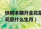 铁树本期开金花是什么生肖?（铁树本期开金花是什么生肖）