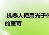  机器人使用光子传感器来挑选gee-whiz数量的草莓
