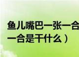 鱼儿嘴巴一张一合是什么意思（鱼儿嘴巴一张一合是干什么）