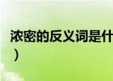 浓密的反义词是什么词（浓密的反义词是什么）