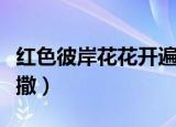 红色彼岸花花开遍地洒（红色彼岸花花瓣遍地撒）