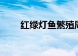 红绿灯鱼繁殖周期（红绿灯鱼繁殖）