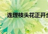 连理枝头花正开全诗（连理枝头花正开）