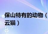 保山特有的动物（云南保山拍到珍稀野生动物云猫）