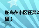 鸵鸟在市区狂奔20公里（鸵鸟市区狂奔20公里）