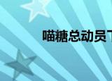 喵糖总动员下载（喵糖总动员）
