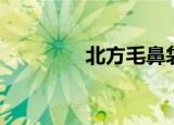 北方毛鼻袋熊（毛鼻袋熊）