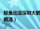 鲸鱼出没深圳大鹏（鲸鱼连续多日现身深圳大鹏湾）