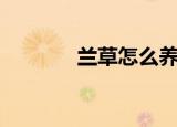兰草怎么养植（兰草怎么养）