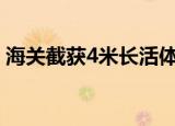 海关截获4米长活体眼镜王蛇明岁秋风知再会