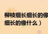 柳枝细长细长的像什么二年级下册（柳枝细长细长的像什么）