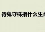待兔守株指什么生肖（守株待兔是什么生肖）