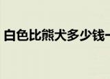 白色比熊犬多少钱一只（比熊犬多少钱一只）