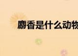 麝香是什么动物身上的哪个部位 知乎