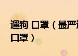 遛狗 口罩（最严遛狗令限时凌晨还要给狗戴口罩）