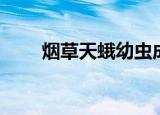 烟草天蛾幼虫成虫图片（烟草天蛾）