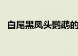 白尾黑凤头鹦鹉的图片（白尾黑凤头鹦鹉）