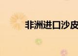 非洲进口沙皮狗（以色列沙皮狗）