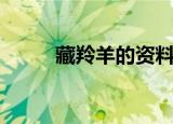藏羚羊的资料卡（藏羚羊的资料）