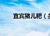 宜宾猪儿粑（关于宜宾猪儿粑介绍）