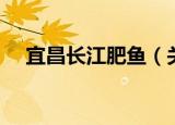 宜昌长江肥鱼（关于宜昌长江肥鱼介绍）