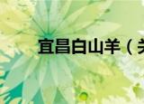 宜昌白山羊（关于宜昌白山羊介绍）