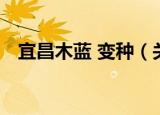宜昌木蓝 变种（关于宜昌木蓝 变种介绍）