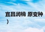 宜昌润楠 原变种（关于宜昌润楠 原变种介绍）