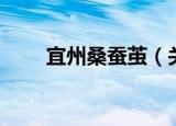 宜州桑蚕茧（关于宜州桑蚕茧介绍）