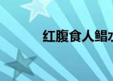 红腹食人鲳水温（红腹食人鲳）