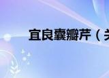 宜良囊瓣芹（关于宜良囊瓣芹介绍）