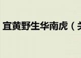 宜黄野生华南虎（关于宜黄野生华南虎介绍）