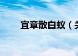 宜章散白蚁（关于宜章散白蚁介绍）