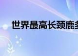世界最高长颈鹿多高（全球最矮长颈鹿）