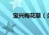 宝兴梅花草（关于宝兴梅花草介绍）