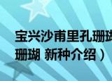 宝兴沙甫里孔珊瑚 新种（关于宝兴沙甫里孔珊瑚 新种介绍）
