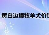 黄白边境牧羊犬价钱（白金汉宫边境牧羊犬）