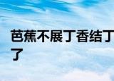 芭蕉不展丁香结丁香空结雨中愁的意思刚才看了