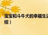 宝宝和斗牛犬的幸福生活（关于宝宝和斗牛犬的幸福生活介绍）