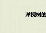 洋槐树的果实（洋槐树）