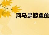 河马是鲸鱼的祖先（鲸鱼的祖先）
