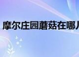 摩尔庄园蘑菇在哪儿（摩尔庄园蘑菇洞在哪）