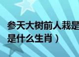参天大树前人栽是什么意思（参天大树前人栽是什么生肖）