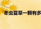 冬虫夏草一颗有多重（冬虫夏草一颗多重）