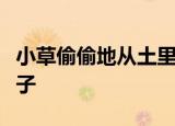 小草偷偷地从土里钻出来嫩嫩的绿绿的仿写句子