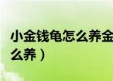 小金钱龟怎么养金钱龟吃什么呢（小金钱龟怎么养）