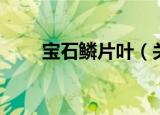 宝石鳞片叶（关于宝石鳞片叶介绍）