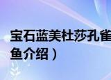 宝石蓝美杜莎孔雀鱼（关于宝石蓝美杜莎孔雀鱼介绍）
