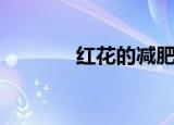 红花的减肥功效（红花瘦身）